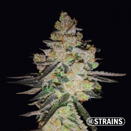 OG Kush CBD has high CBD levels - Grow Barato