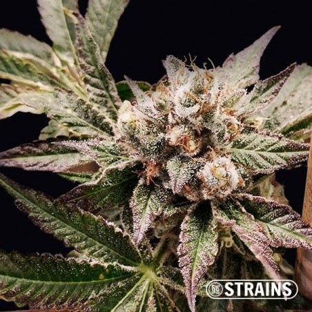 Grand Daddy Purple by GB Strains - GB