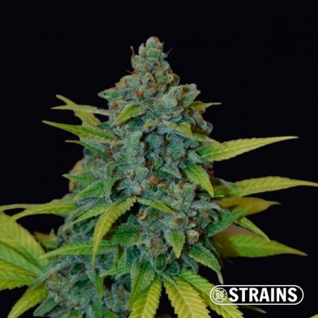 Strawberry Banana GB Strains, feminized - GB