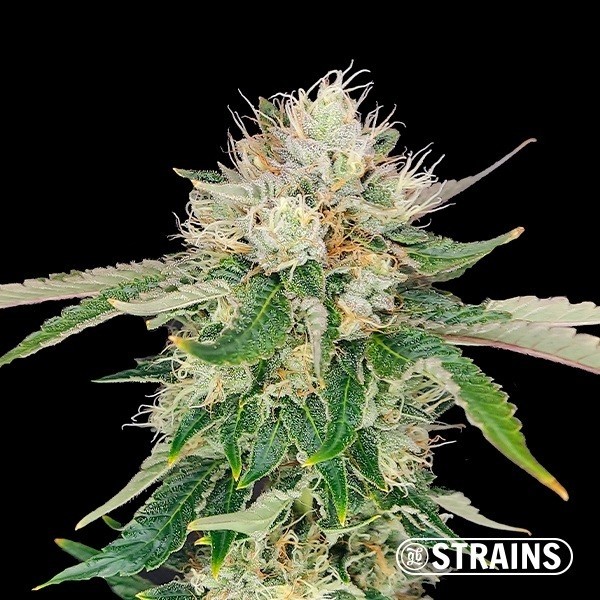 View Auto Blue Cheese CBD by GB Strains - GB The Green Brand