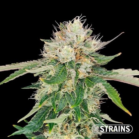 Auto Blue Cheese CBD by GB Strains - GB The Green Brand