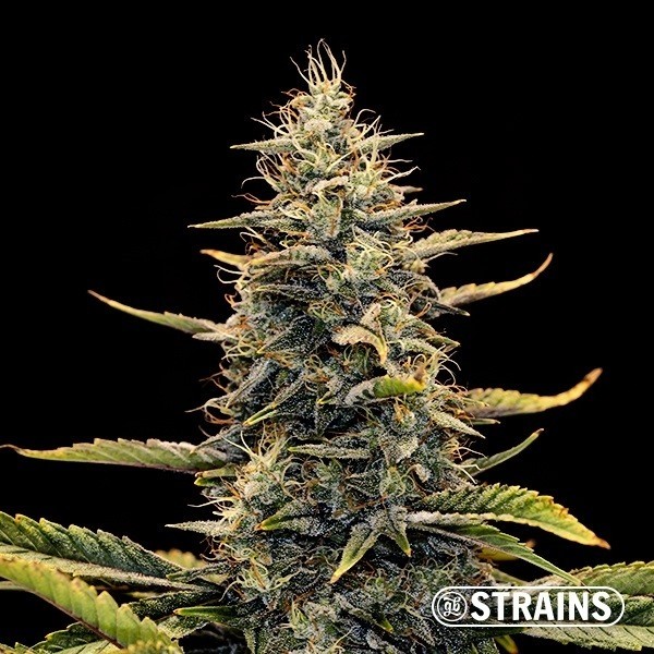 View Auto Strawberry Banana XXL by GB Strains - GrowBarato
