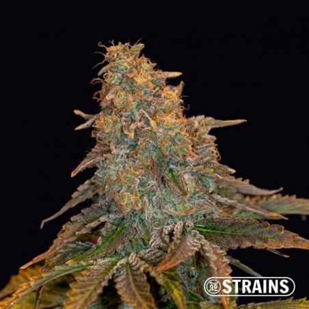 Auto Grand Daddy Purple XXL by GB Strains - Growbarato