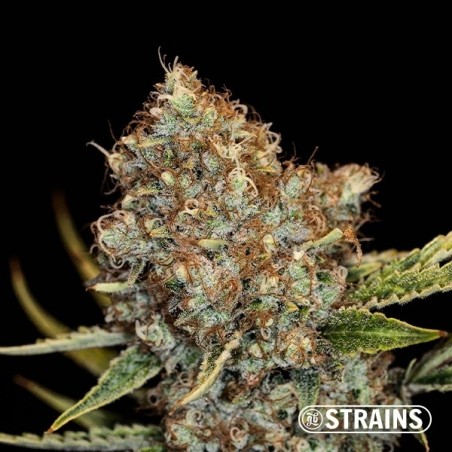 Auto Mimosa Cocktail XXL by GB Strains - GB The Green Brand