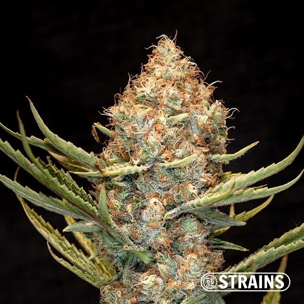 View Auto New Glue XXL by GB Strains - Grow Barato