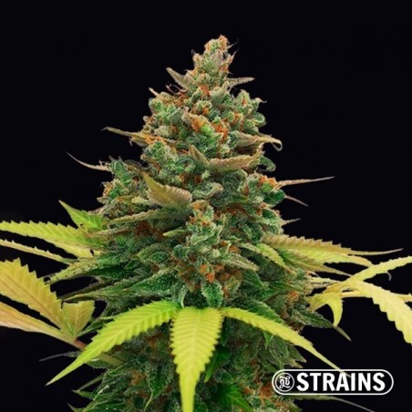 Auto Bubblegum XXL by GB Strains - Grow Barato