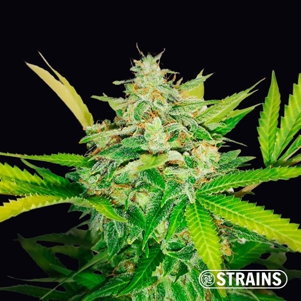 View Auto Gold Pineapple by GB Strains - GB
