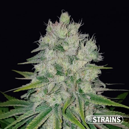 Auto Pluto Feminized - Bulk/Loose Seeds - GB