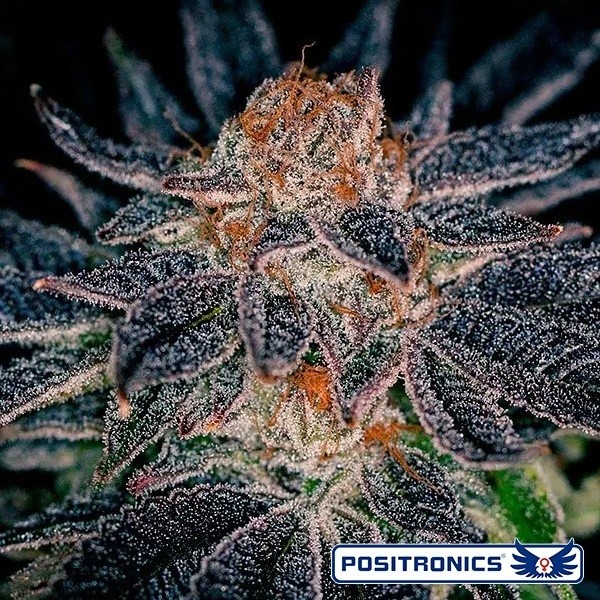 View Gelato 47