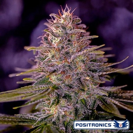 American Purple Positronics