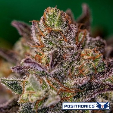 Purple Cherry Auto Positronics