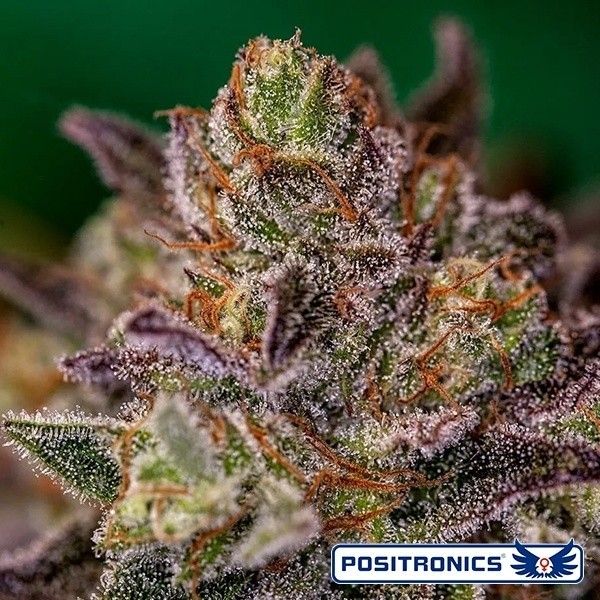 Purple Cherry Auto Positronics
