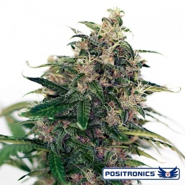 Somango 47 Auto Positronics