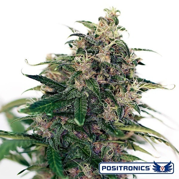 Somango 47 Auto Positronics