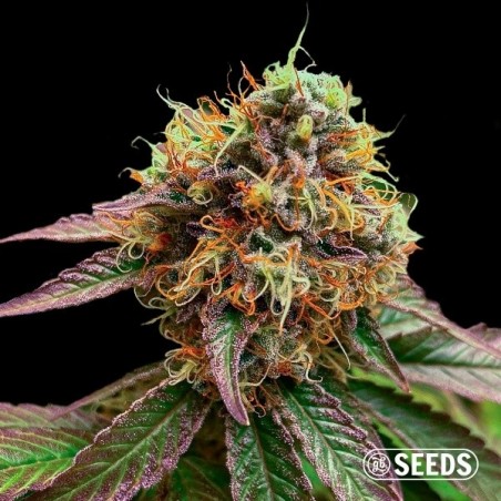 Forbidden Fruit seeds - GB The Green Brand