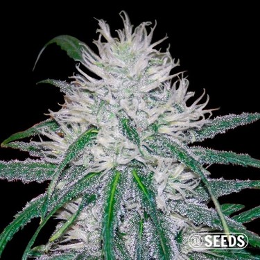 Wedding Cake Fast bulk seeds - GB The Green Brand