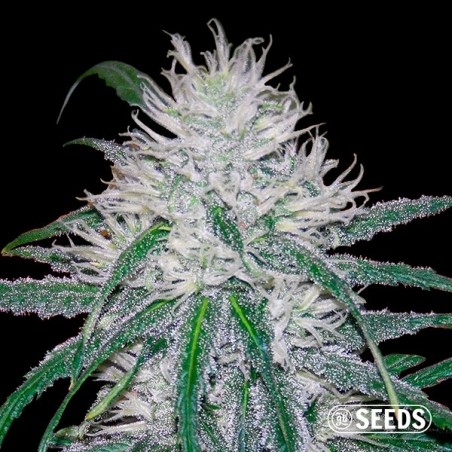 Wedding Cake Fast bulk seeds - GB The Green Brand