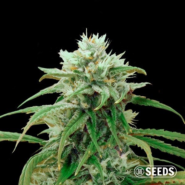 View Amnesia Fast CBD bulk seeds - GB The Green Brand