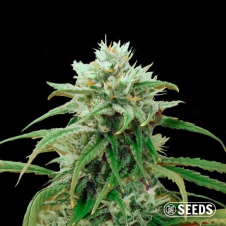 Amnesia Fast CBD bulk seeds - GB The Green Brand