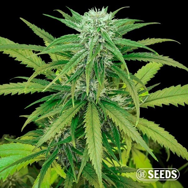 View Critical Fast bulk seeds - GB The Green Brand