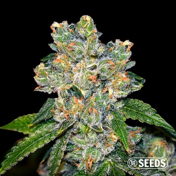 View Amnesia CBD
