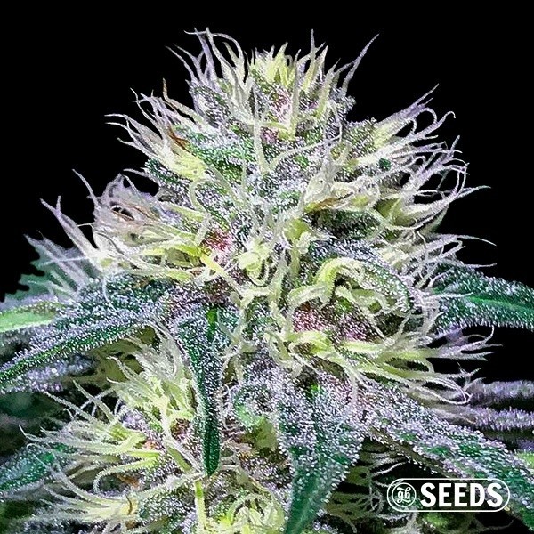 View Buy Original Amnesia Fast seeds - GB