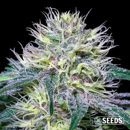 Buy Original Amnesia Fast seeds - GB