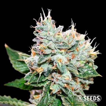 Larry OG cheap seed at GB The Green Brand - Grow Barato