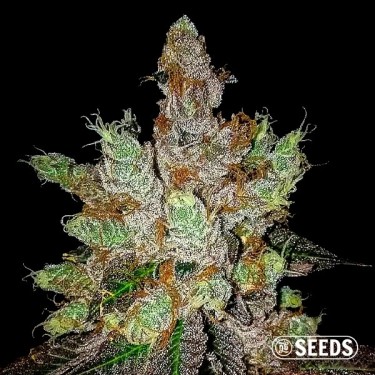 GMO Cookies Feminized Bulk