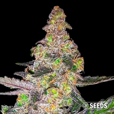Runtz cannabis plant