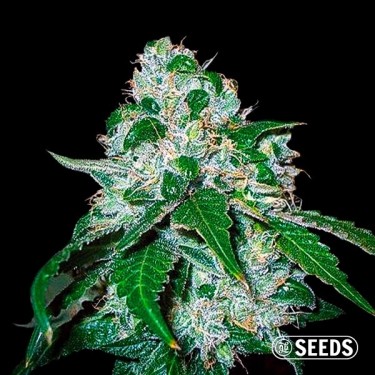 Critical Widow