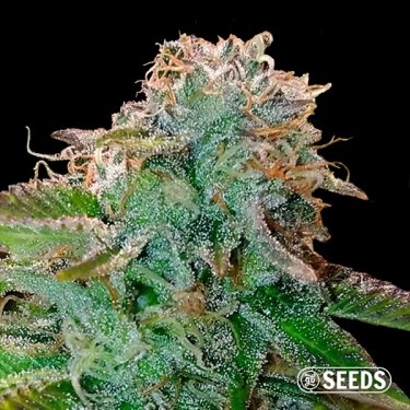 Bruce Banner Feminized Bulk