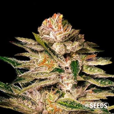 Buy Kritical GB seeds- GB The Green Brand