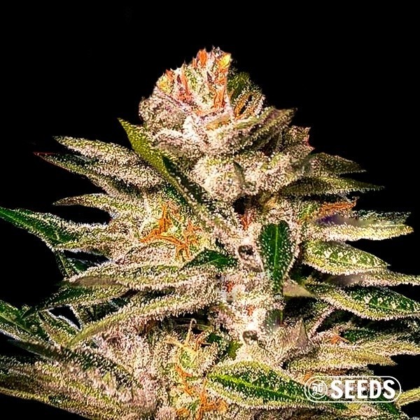 View Buy Kritical GB seeds- GB The Green Brand