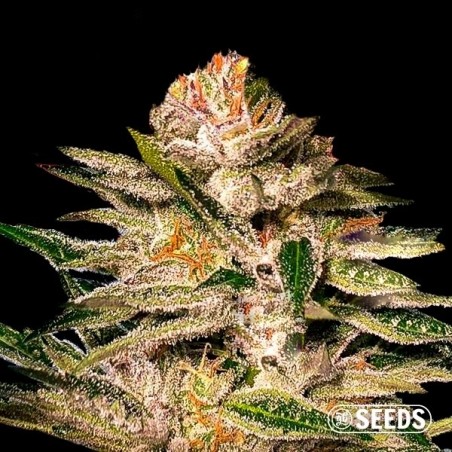 Buy Kritical GB seeds- GB The Green Brand