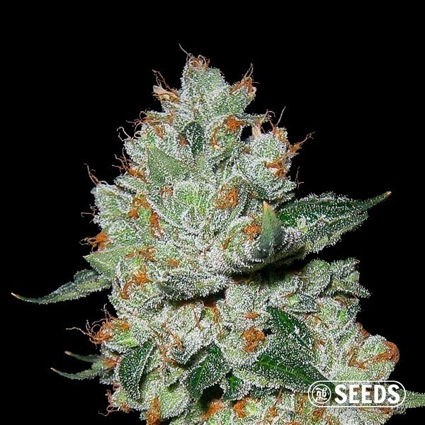 View OG Kush 100% Feminized - Bulk Seeds - GB