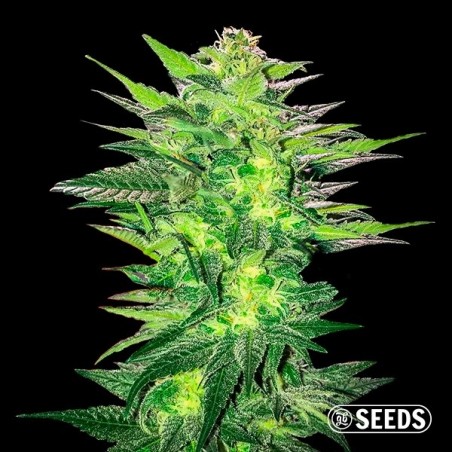 Critical x Somango 100% Feminized seeds - GB