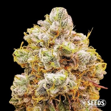 Orange Bud Feminized Bulk