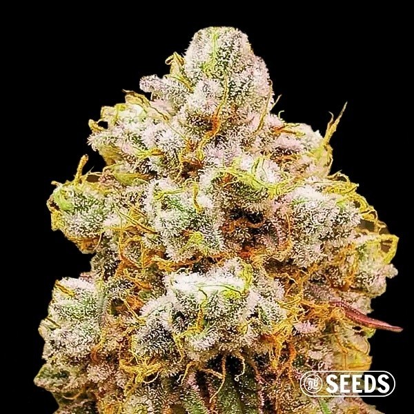 View Orange Bud in bulk 100% - Feminized - GB