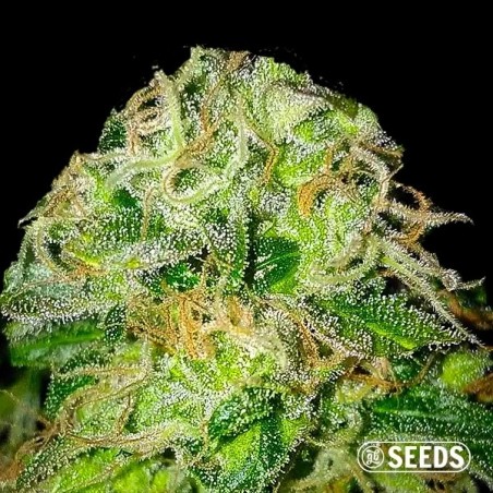 Jack Herer 100% Feminized bulk seeds - GB