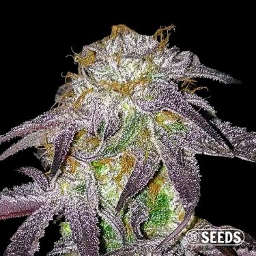 Black Domina