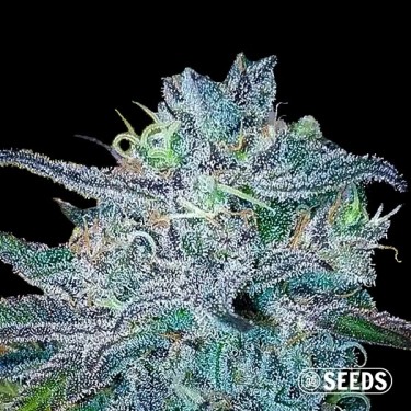 Blueberry Feminized Bulk