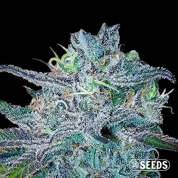 BlueBerry 100% feminized