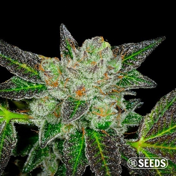View Original GB Feminized seeds - GB The Green Brand