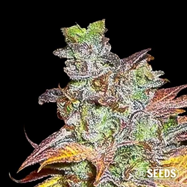 View Caramel 100% feminized Seasonal seeds - GB