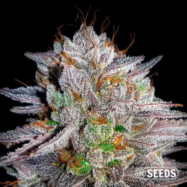 Somango Feminized in bulk