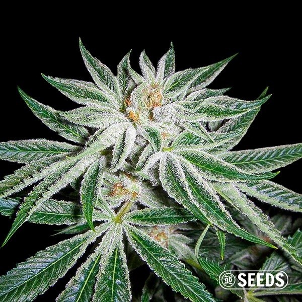 View White Widow