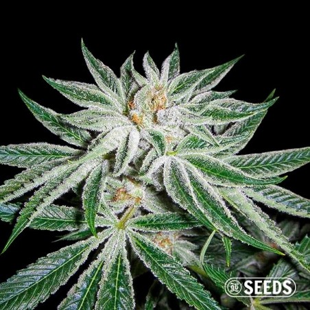 White Widow 100% feminized