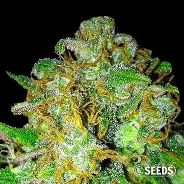 Super Skunk 100% Feminized bulk seeds - GB
