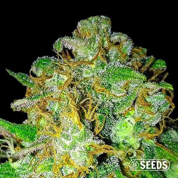 View Super Skunk 100% Feminized bulk seeds - GB